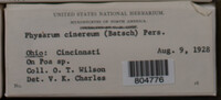 Physarum cinereum image